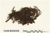 藏品(簑苔屬)的圖片